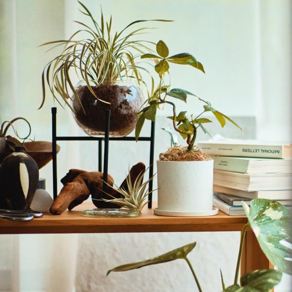 条件に合わせて、お気に入りを選ぼう！ お部屋環境＆ライフスタイル別おすすめ植物10選