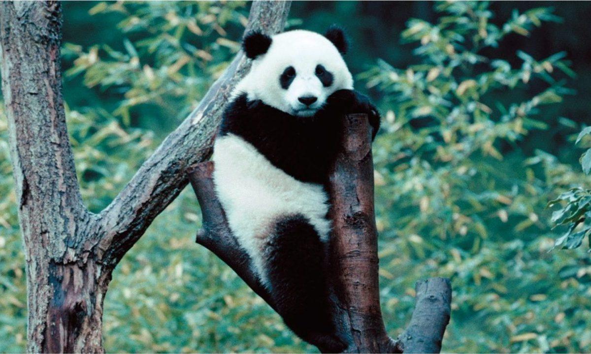 パンダロスに陥っている全パンダ推しのみなさんへ。映画『パンダのすごい世界』公開