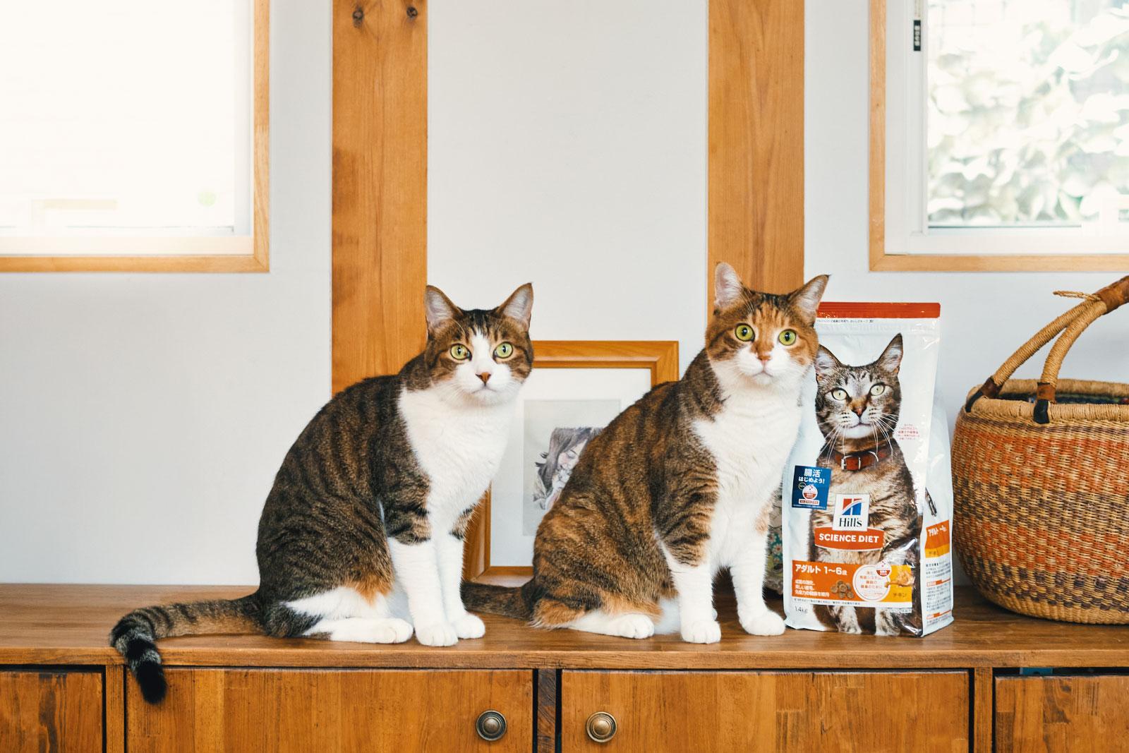 獣医師が教えてくれた“猫に腸活（※1）”のススメ 毎日食べるフードで始める愛猫の腸活（※1）習慣！