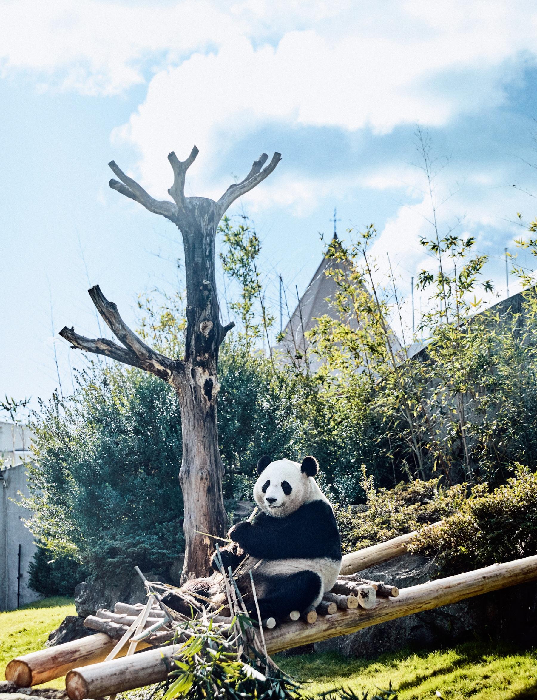 お持ち帰りできるパンダも!? 「アドベンチャーワールド」ほか、白浜でパンダを満喫