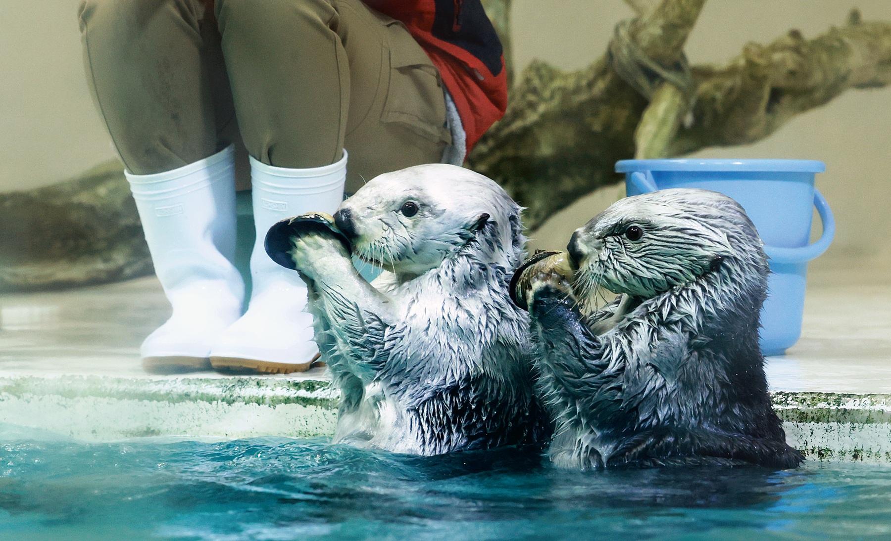 かわいいラッコがこんにちは! 約1200種類もの生きものと会える「鳥羽水族館」