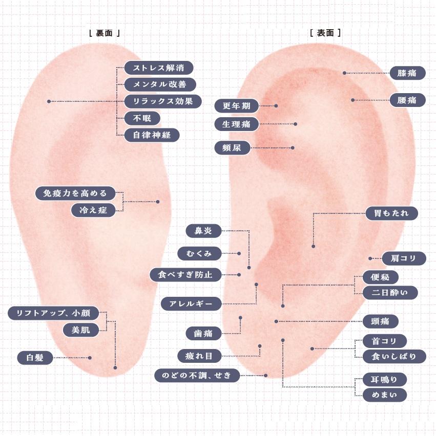 耳には全身のツボが凝縮! 体の症状に対応する“耳ツボ”の位置