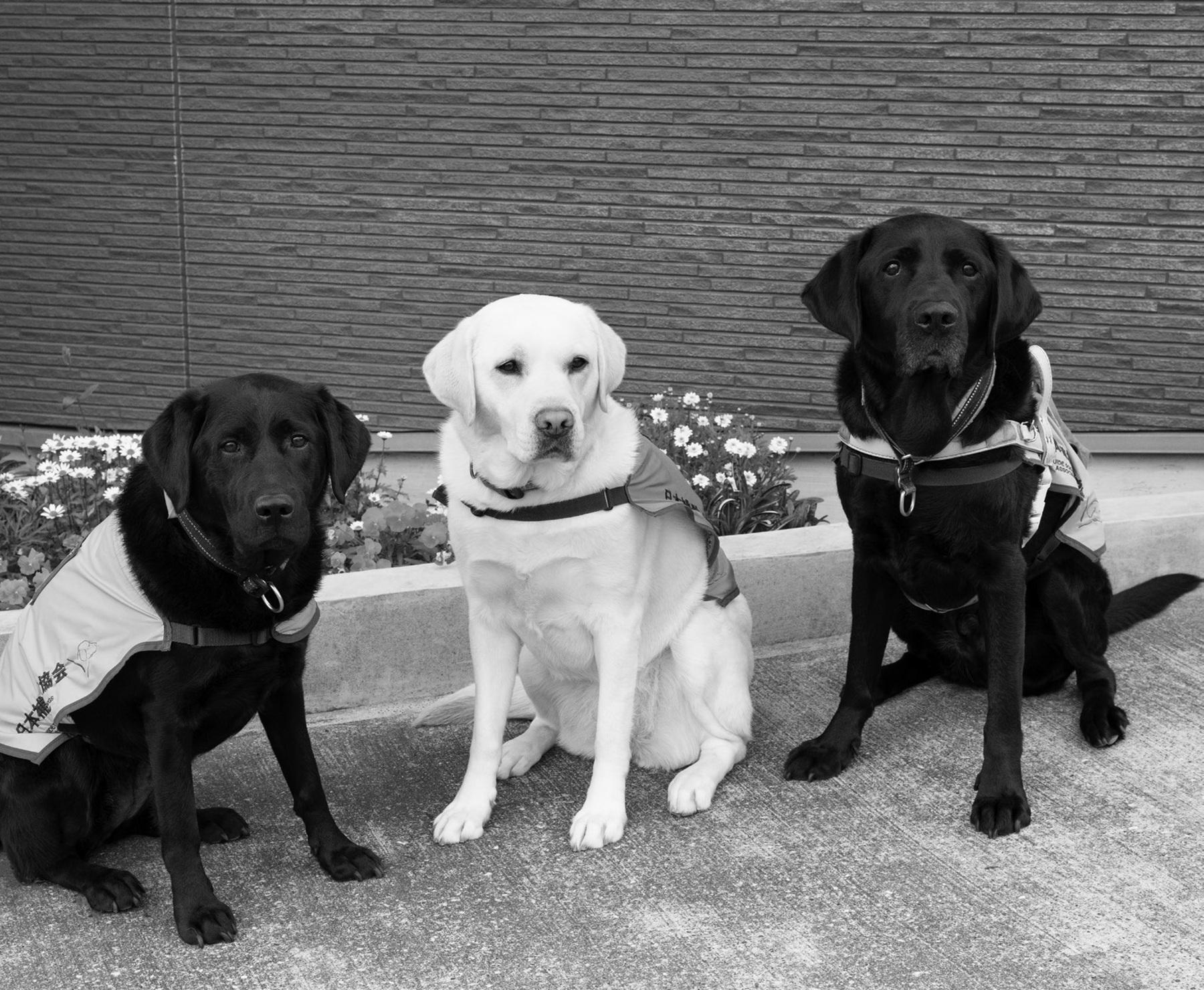 補助犬とユーザーをもっと想像&想定することが大事。補助犬にも優しい社会とは?