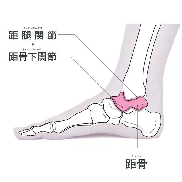 【骨トレ】足首の要・距骨のインナーケアで脚&足の蓄積ゆがみを整える!