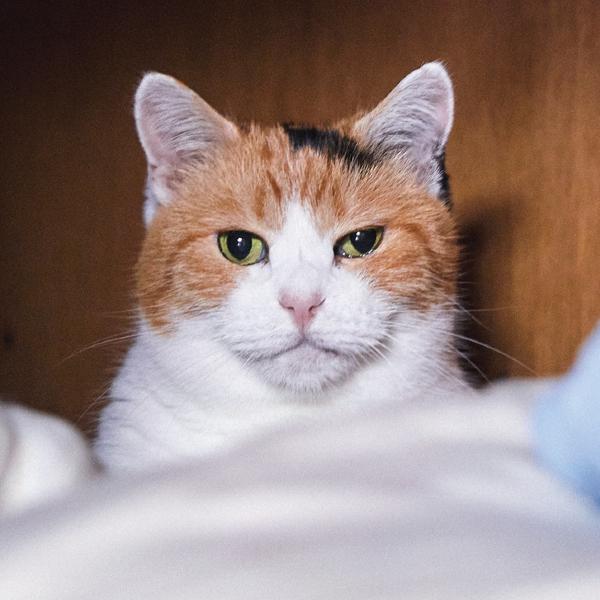 郷愁を掻き立てる“国民の実家猫”!? 淡々とした日常の記録と爆音のゴロゴロに癒されて