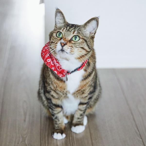 元ボス猫らしからぬおっとりぶり。同居する猫たちとのほのぼのとした日常を覗き見!